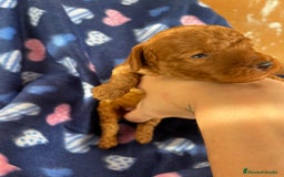 Caniche Toy perros en venta: Caniches mini toy tacita de té  - Imagen 7