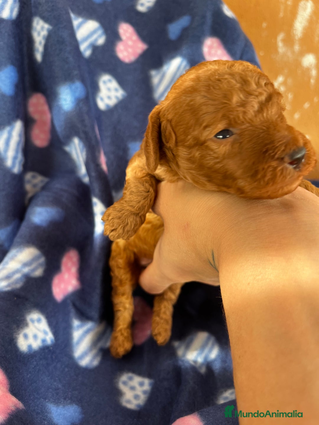 Caniche Toy perros en venta: Caniches mini toy tacita de té  - Imagen 7