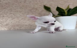 Chihuahua perros en venta: CHIHUAHUA  - Imagen 1