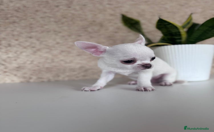 Chihuahua perros - Anuncio 1