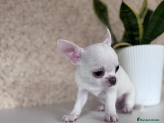 Chihuahua perros - Anuncio 1