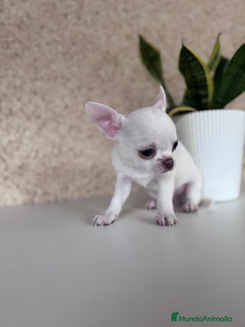 Chihuahua perros - Anuncio 1