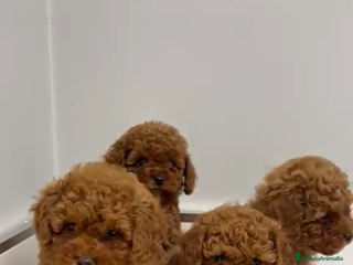Caniche Toy perros en Asturias - Anuncio 6