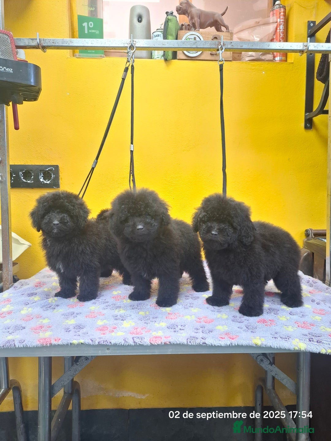 Caniche Toy perros en venta: Cachorros de caniche toy - Imagen 2