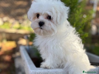 Bichón Maltés perros - Anuncio 2
