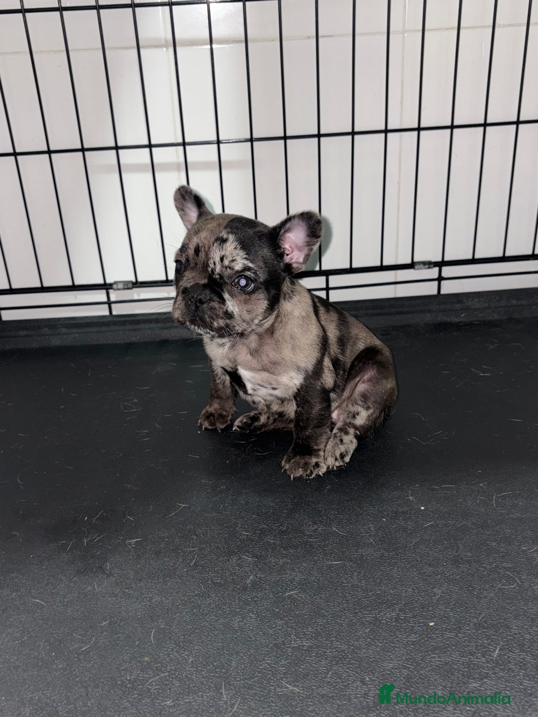 Bulldog Francés perros en venta: Cachorra bulldog francés merle - Anuncio 7