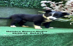 Border Collie perros en venta: Border Collie - Imagen 40
