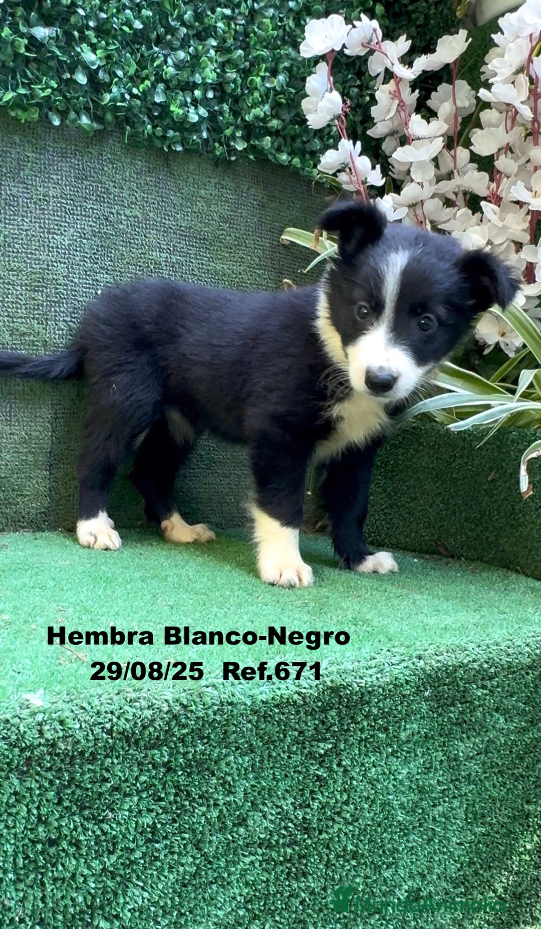 Border Collie perros en venta: Border Collie - Imagen 40