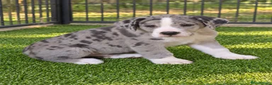Argos