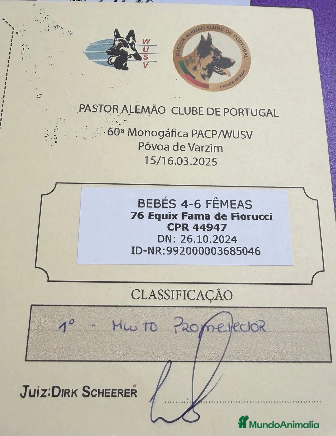 Pastor Alemán perros en venta: Cachorros pastor alemán  - Anuncio 2