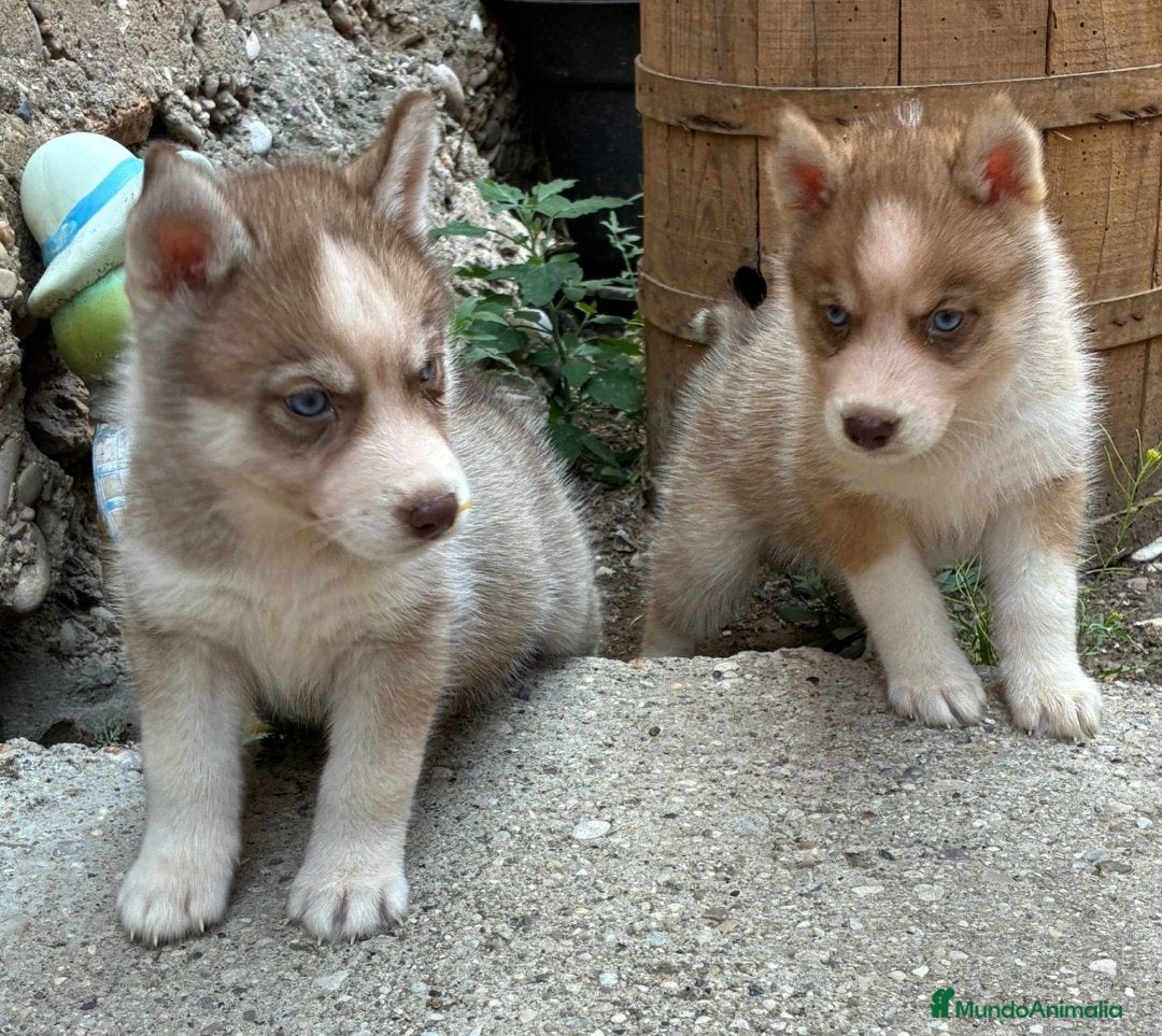 Husky Siberiano perros en venta: Husky siberiano cachorros  en Huesca - Imagen 4