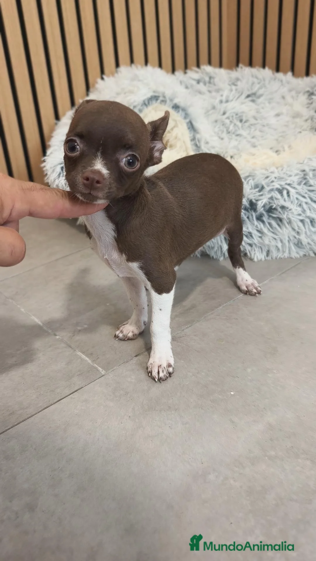 Chihuahua perros en venta: Chihuahua Toy  - Anuncio 2