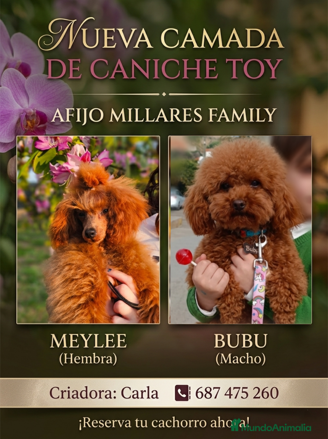 Caniche Toy perros Caniche Toy rojo  - Anuncio 1