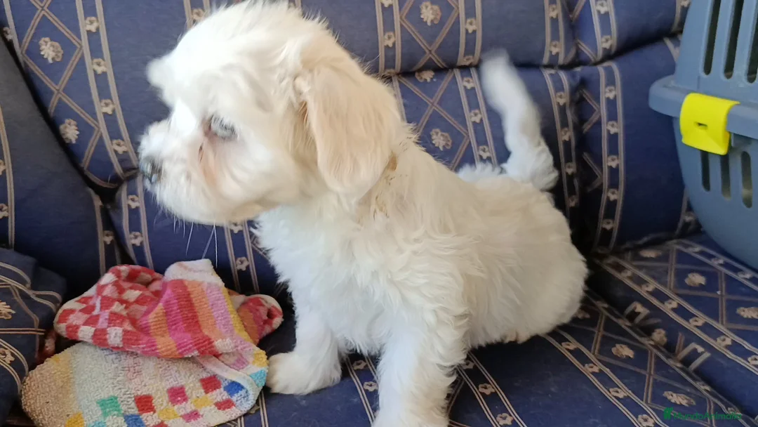 Bichón Maltés perros en venta: BICHÓN MALTES MACHITO  - Anuncio 5