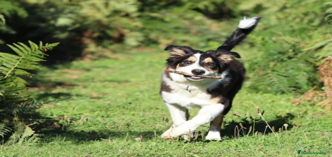 Imagen de galería {{count}}