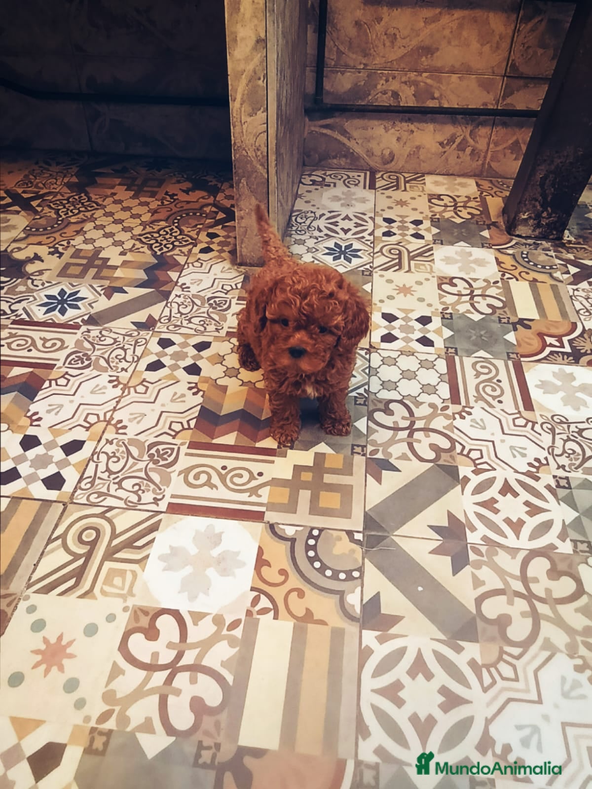 Caniche Toy perros ‼️‼️CANICHES 50% ASIÁTICOS - Anuncio 1