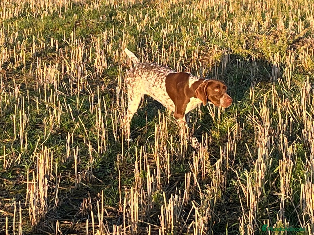 Braco Francés tipo Pirineos Talla Pequeña perros en venta: RESERVA DE CAMADA "F" DE BRACO BRANCÉS - Imagen 11