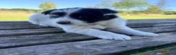 Border Collie perros en venta: Border Collie - Anuncio 7