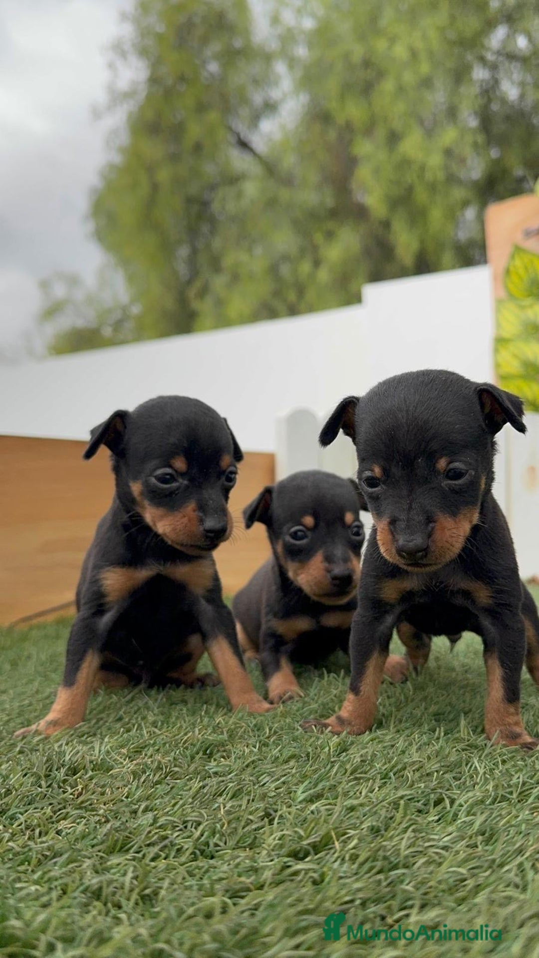 Pinscher Miniatura perros en venta: PINSCHER MINIATURA - Imagen 12