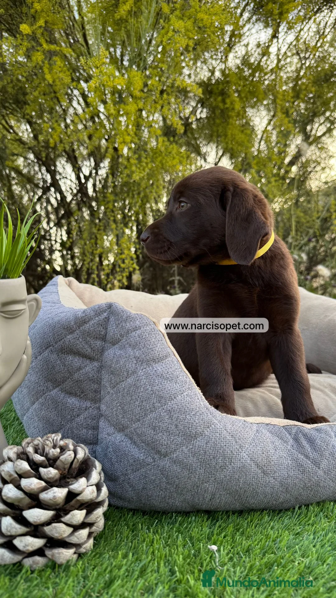 Labrador Retriever perros en venta: LABRADOR MACHO CHOCOLATE - Anuncio 5