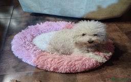 Caniche Toy perros en venta: Caniche toy - Imagen 4