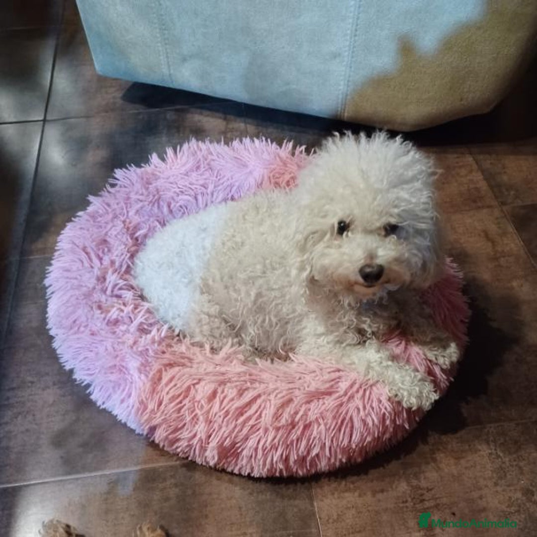 Caniche Toy perros en venta: Caniche toy - Imagen 4