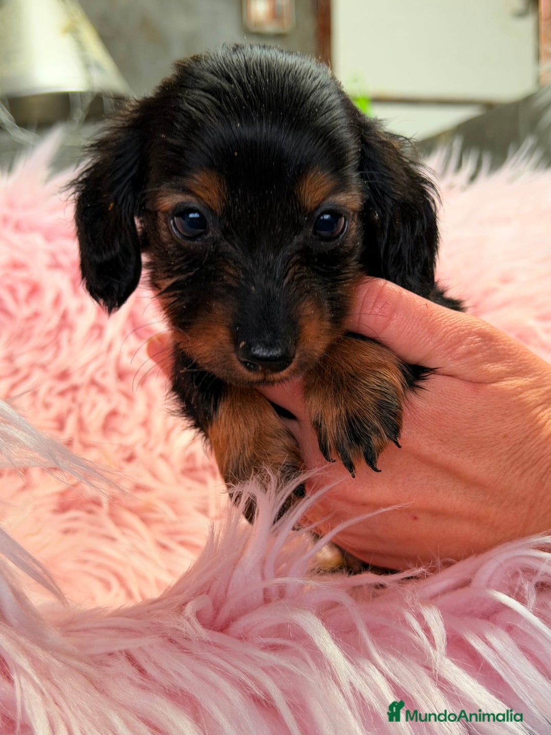 Teckel Miniatura perros en venta: Teckel Kaninchen  - Anuncio 2