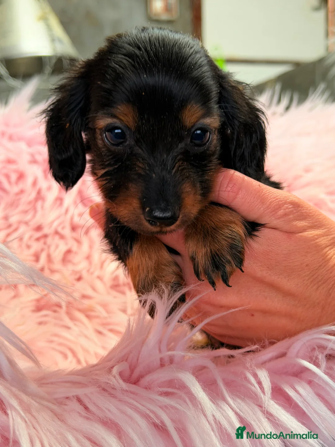 Teckel Miniatura perros en venta: Teckel Kaninchen  - Anuncio 2