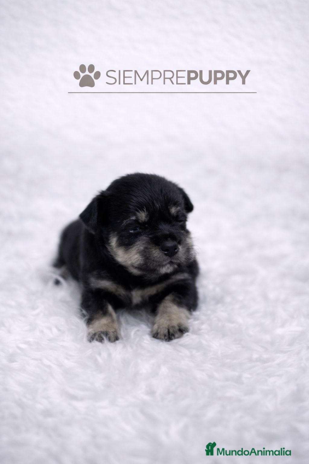 Schnauzer Miniatura perros SCHNAUZER MINIATURA - Anuncio 2