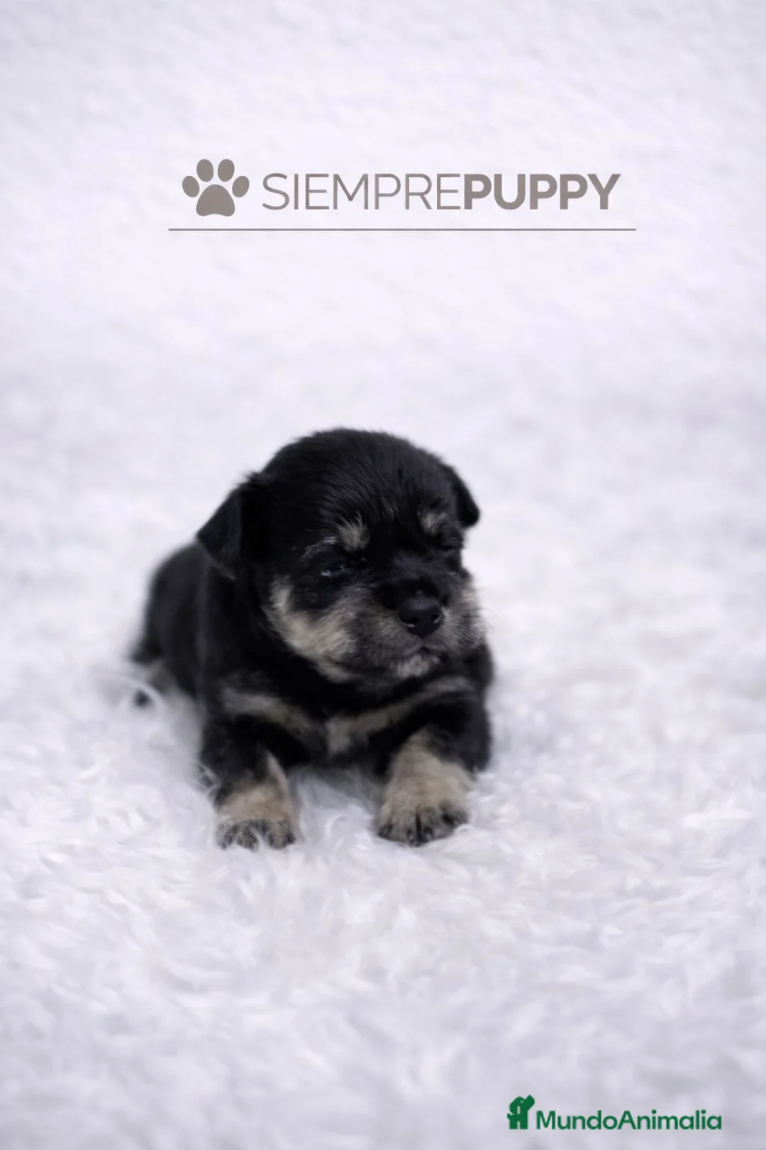 Schnauzer Miniatura perros en venta: SCHNAUZER MINIATURA - Anuncio 1