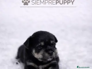 Schnauzer Miniatura perros SCHNAUZER MINIATURA - Anuncio 2