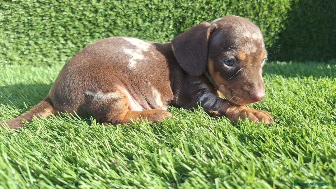 Teckel Miniatura perros en venta: Teckel kanichen hembras chocolate y arlequín choco - Imagen 3
