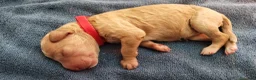 Caniche Gigante perros en venta: Cachorros de caniche gigante apricot - Anuncio 3