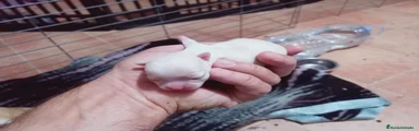 Chihuahua 1