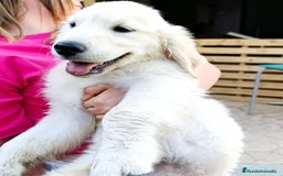 Golden Retriever perros en venta: Golden retriever - Imagen 9