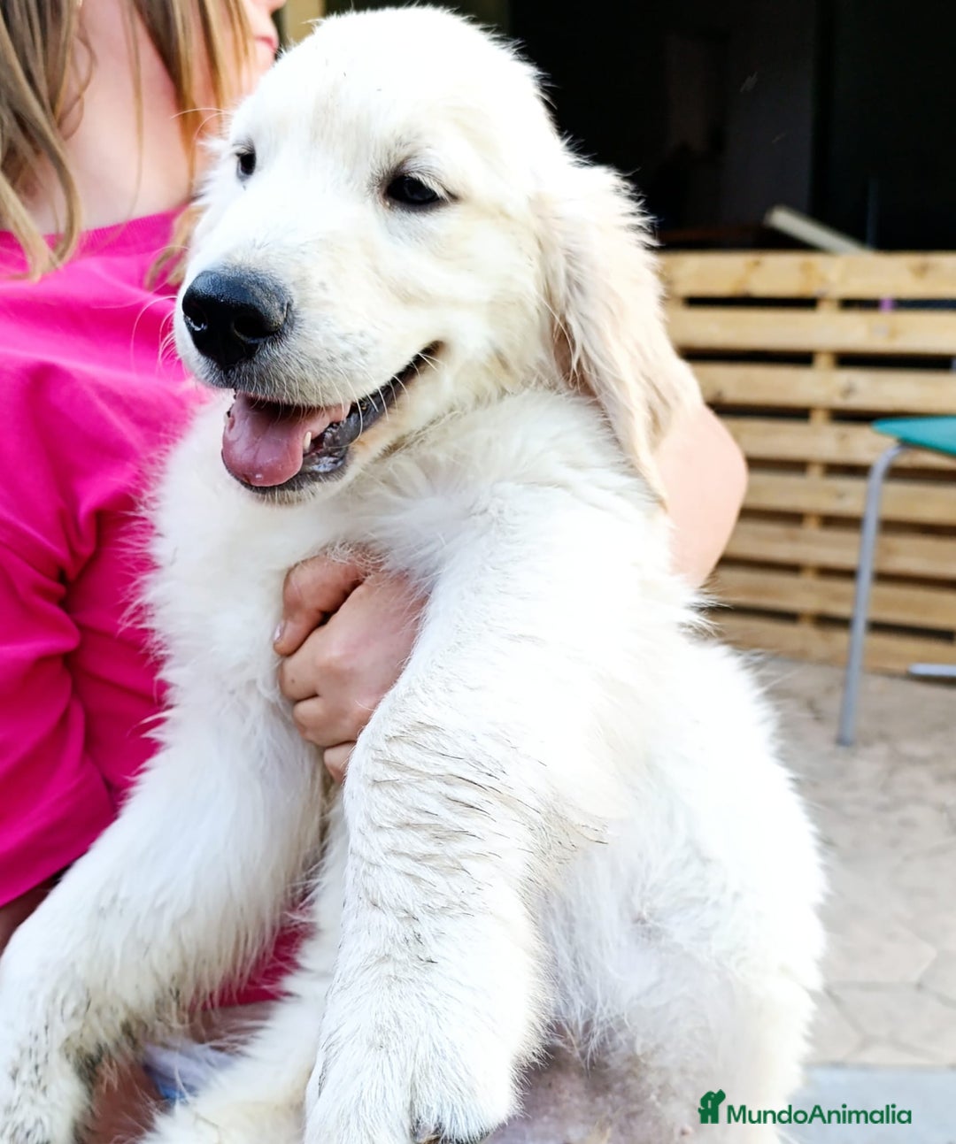 Golden Retriever perros en venta: Golden retriever - Imagen 9