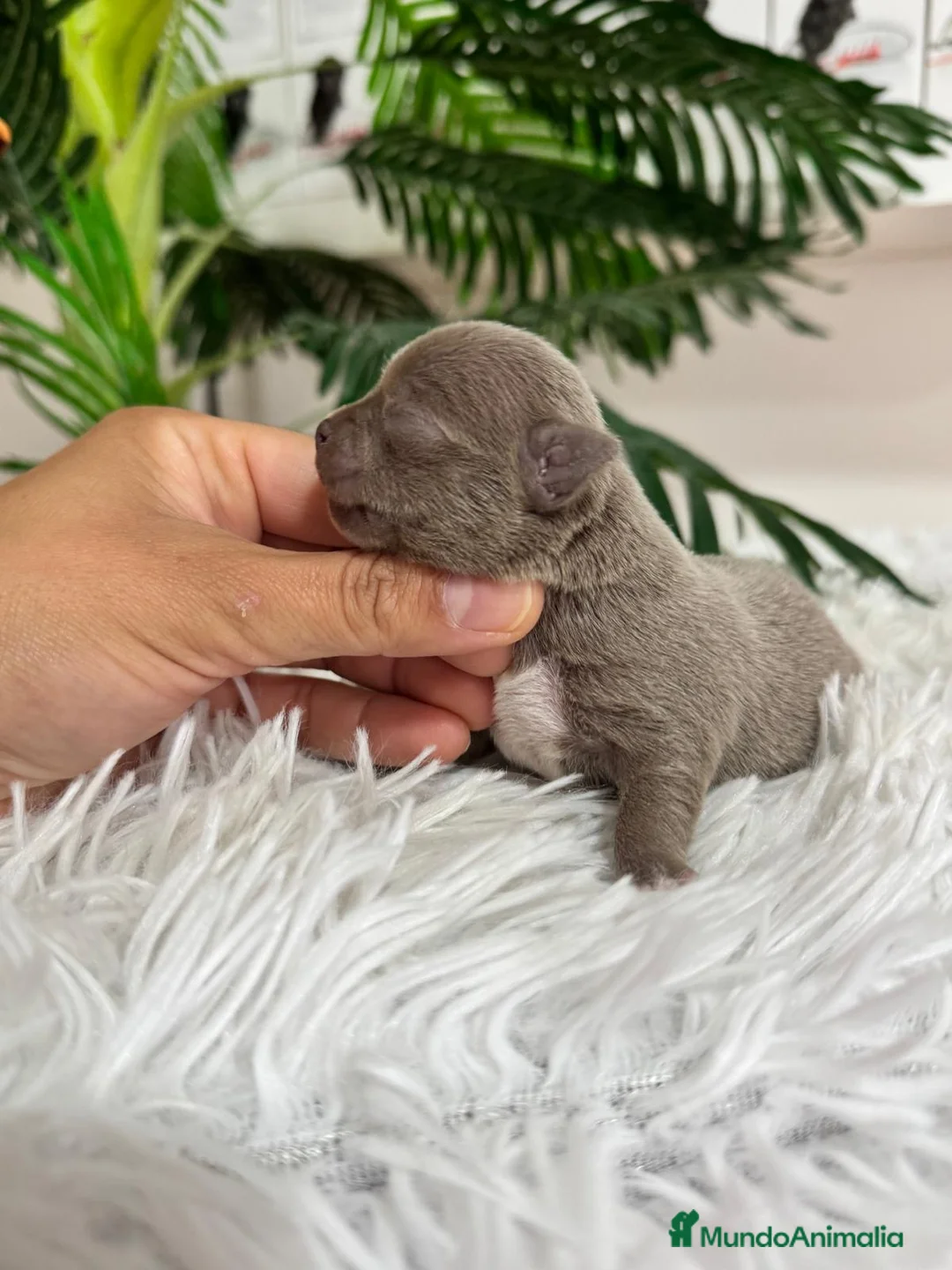 Chihuahua perros en venta: CHIHUAHUA LILAC MACHO - Anuncio 4