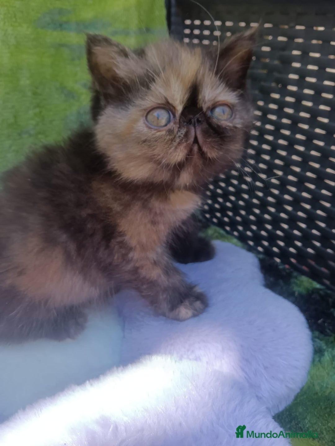 Persa gatos en venta: Gatitos Persas Machos y Hembras - Imagen 2