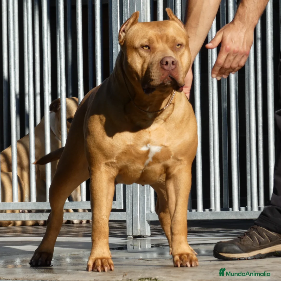 American Bully perros en venta: Preciosos cachorros de American Bully XL - Anuncio 1