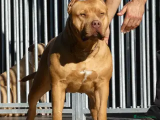 American Bully perros Preciosos cachorros de American Bully XL - Anuncio 1