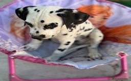 Dálmata perros en venta: Dalmata macho  - Imagen 3