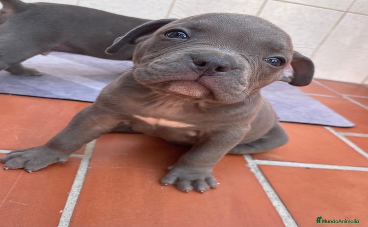 American Bully perros - Anuncio 1