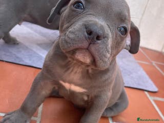 American Bully perros American Bully Macho - Anuncio 3