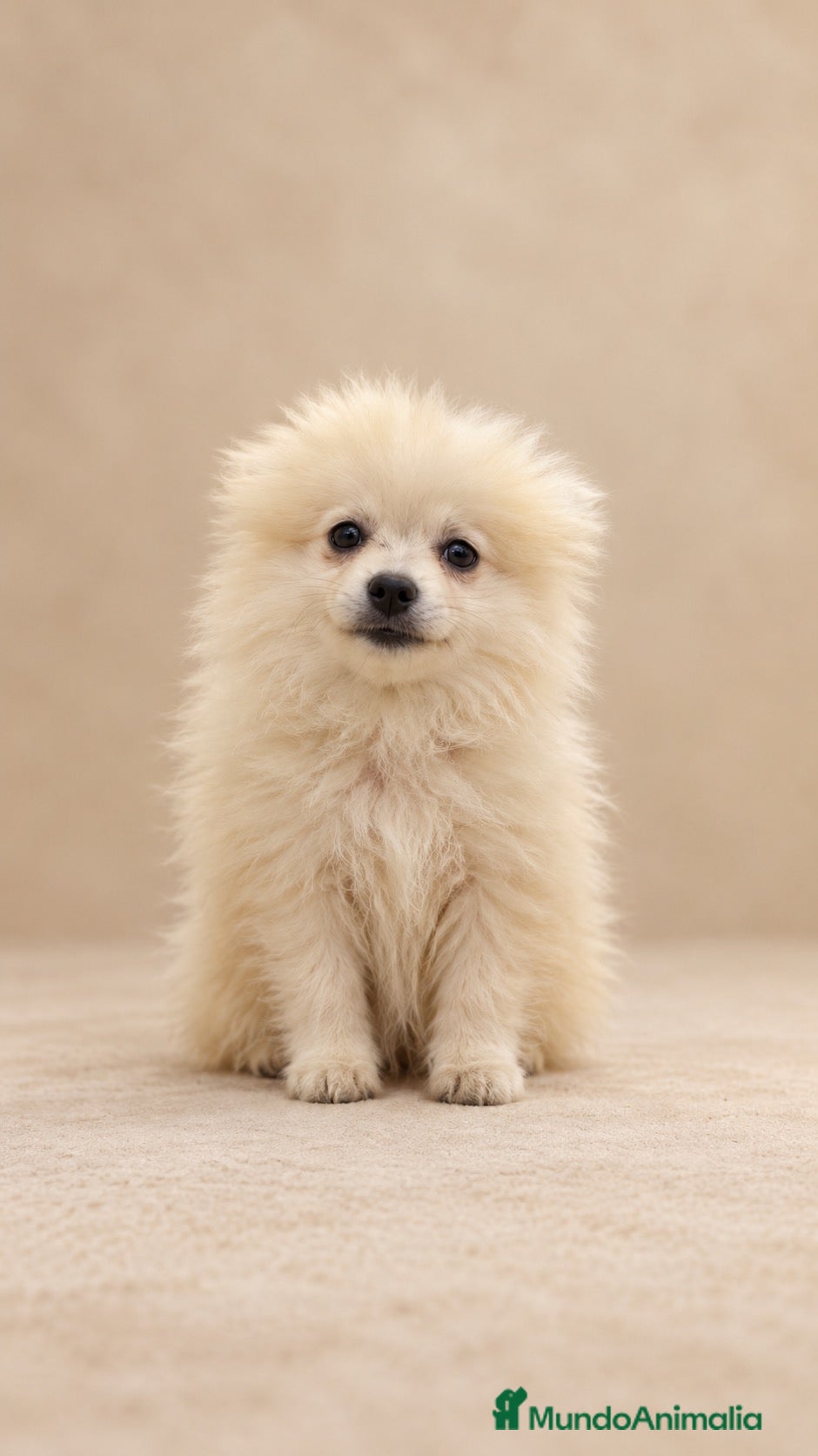 Pomerania perros Cachorros de pomerania - Anuncio 2