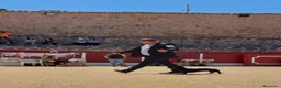 Teckel Miniatura perros en venta: Teckel Miniatura  - Anuncio 3