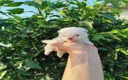 Pomerania perros en venta: Lulú de pomerania toy  - Imagen 6