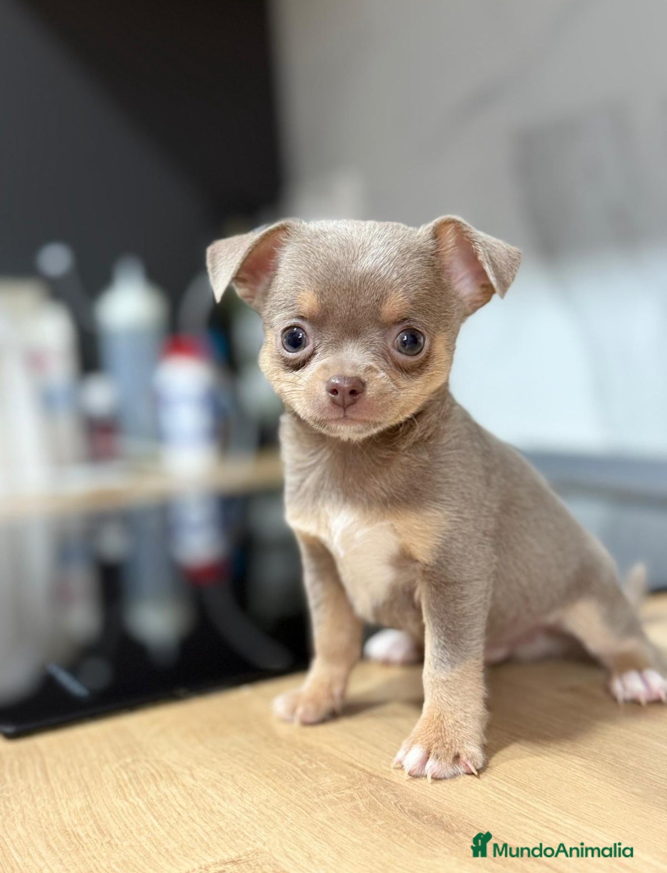 Chihuahua perros Chihuahuas estándar ojos azules  - Anuncio 5