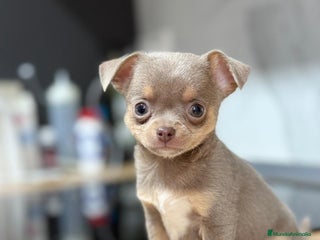 Chihuahua perros Chihuahuas estándar ojos azules - Anuncio 5