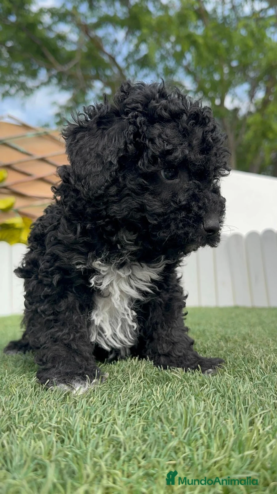 Perro de Agua Español perros en venta: PERRO DE AGUA ESPAÑOL - Anuncio 2