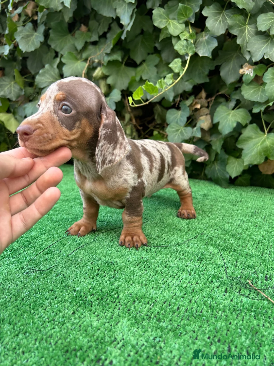 Teckel Miniatura perros en venta: teckel arlequin chocolate  - Anuncio 2